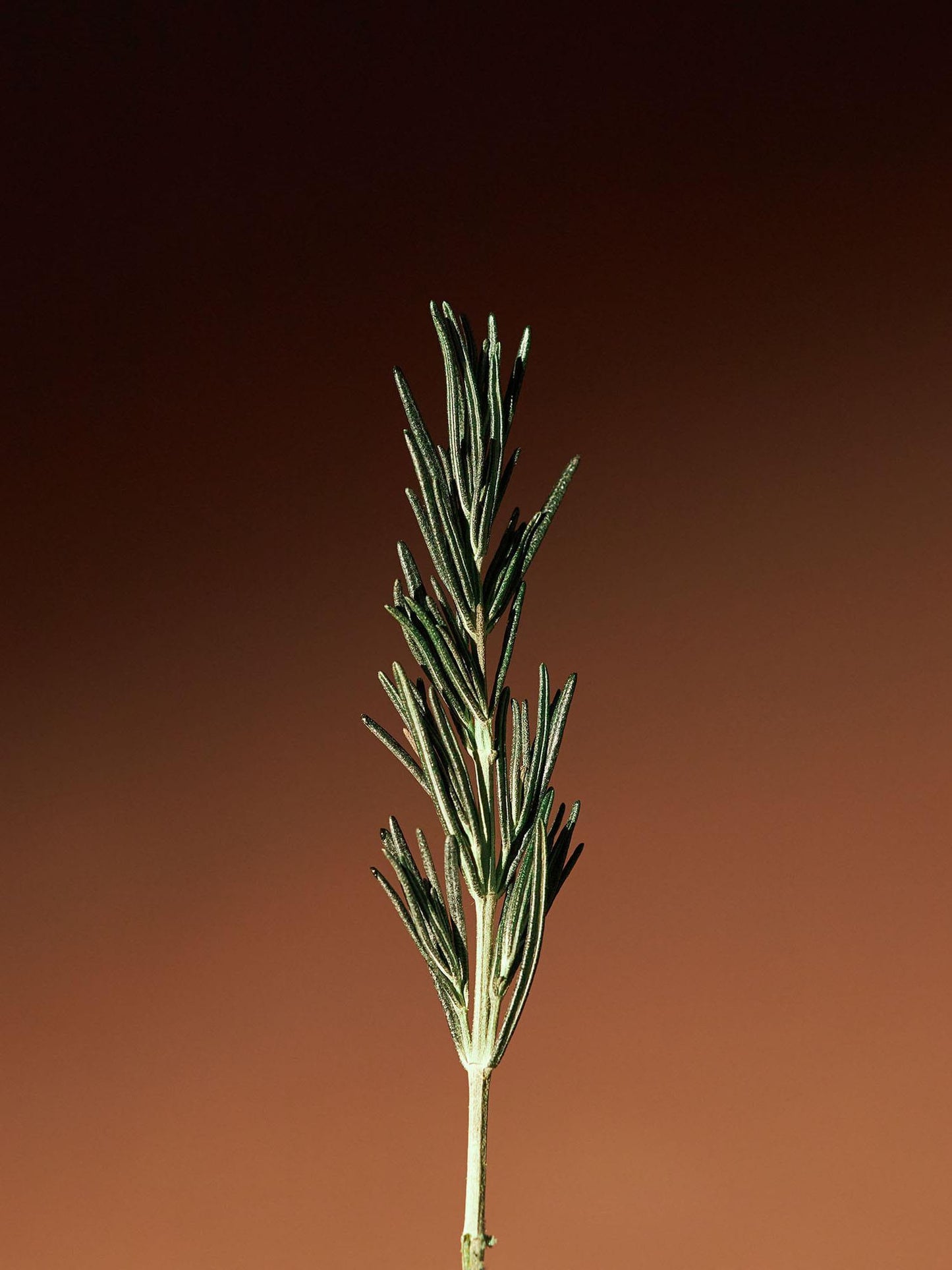 Aromatica - Essence concentrée revitalisante au romarin 100 ml