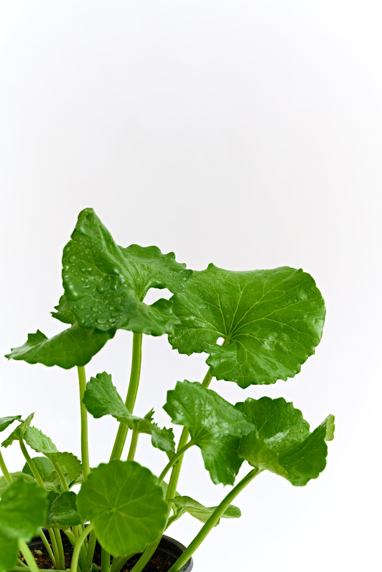 3W8L - Energy Active Serum EX 50ml